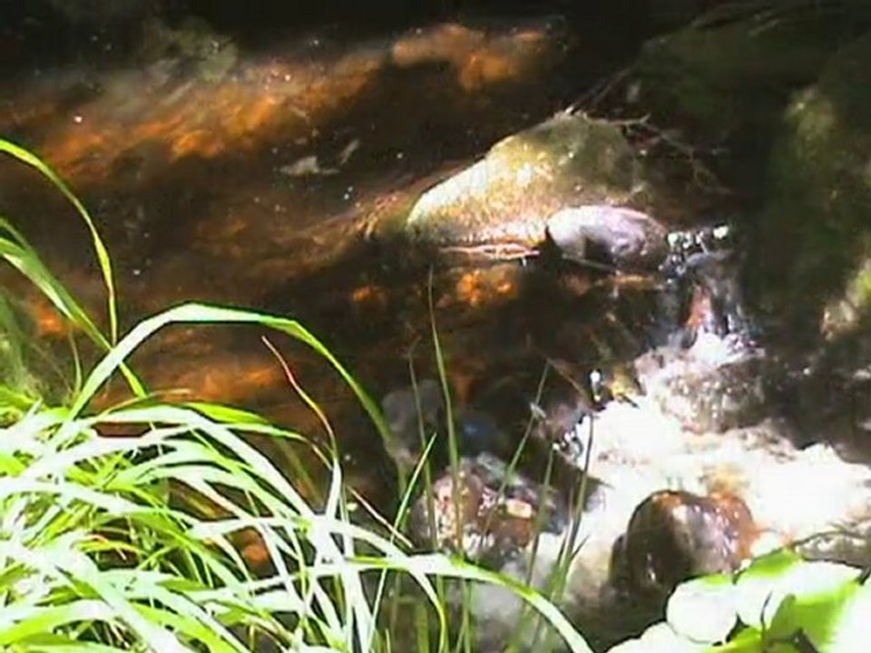 Vacances dans les Vosges avec Chantal Mandeville
