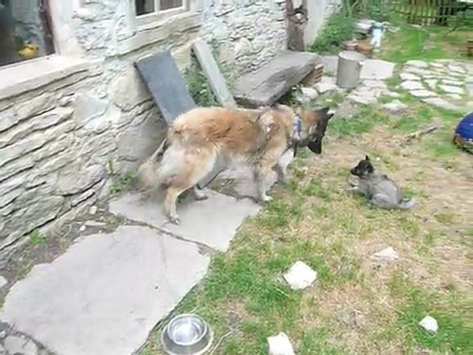 chiots berger belge tervueren 1