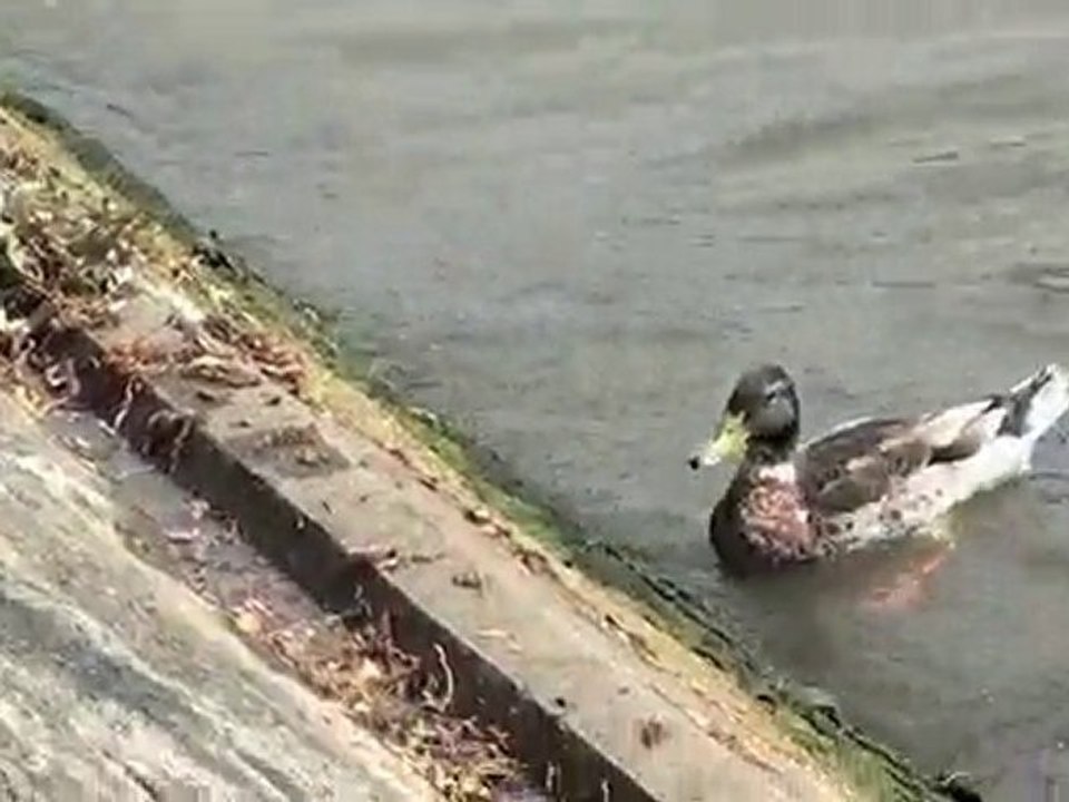 Un moment de vie sauvage