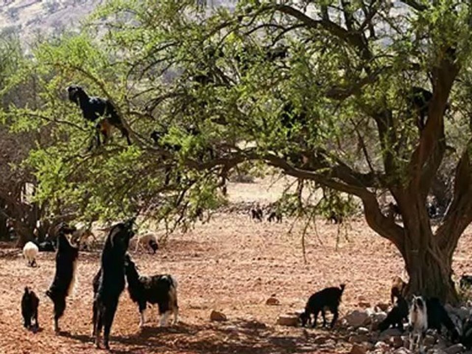 beaux paysage du sud  du maroc
