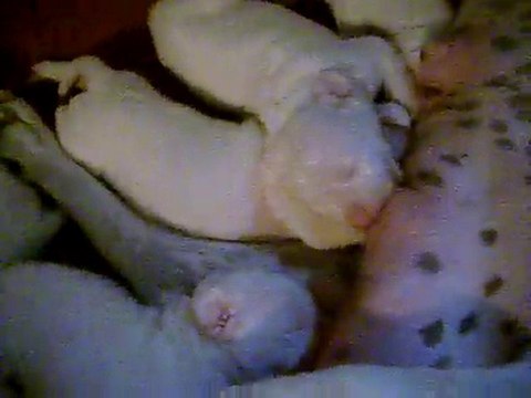 Chiots dogues argentins à la tétée