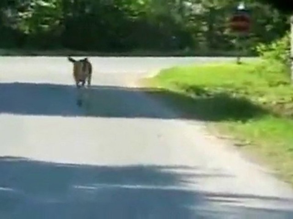 Deer Jumps over car
