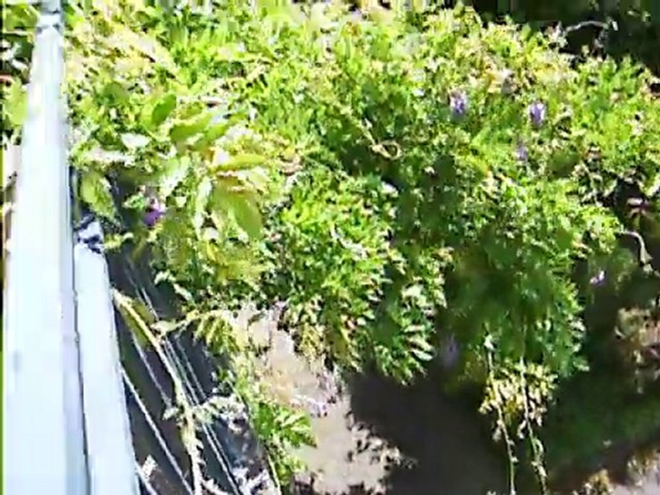 la glycine dans le vent