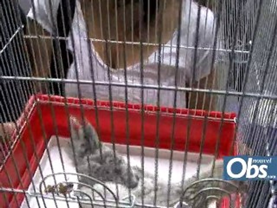 Roms: des poules rendues place Beauvau