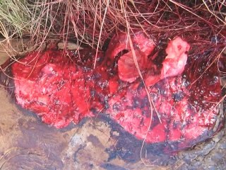 Un refuge pour les rhinos braconnés en Afrique du Sud