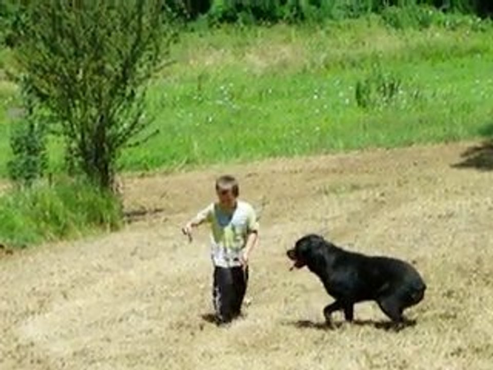 les jeux d'un enfant et d'un chien