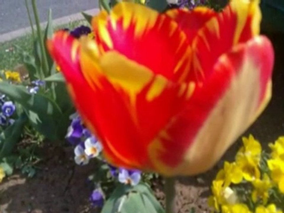 vivre pour celui qu'on aime noa