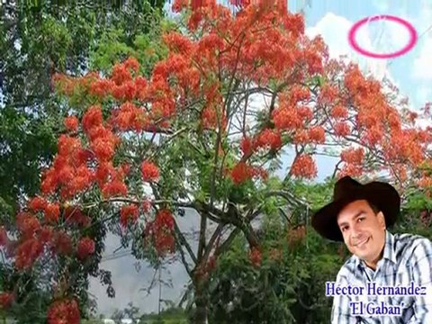 Héctor Hernández - El Gaban y la Gabana - Karaoke