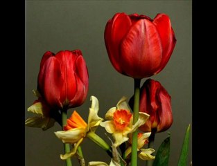 YouTube- Andrzej Cierniewski - Dwie Morgi Słońca....