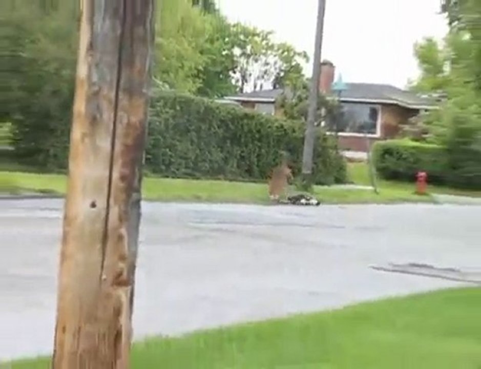 La mère protège son petit contre les loups (ou chiens)