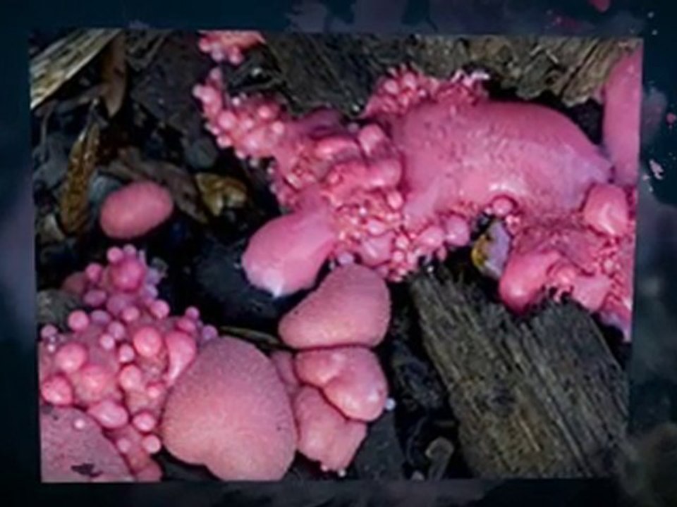 Symptoms of Slime Mold Holbrook NY