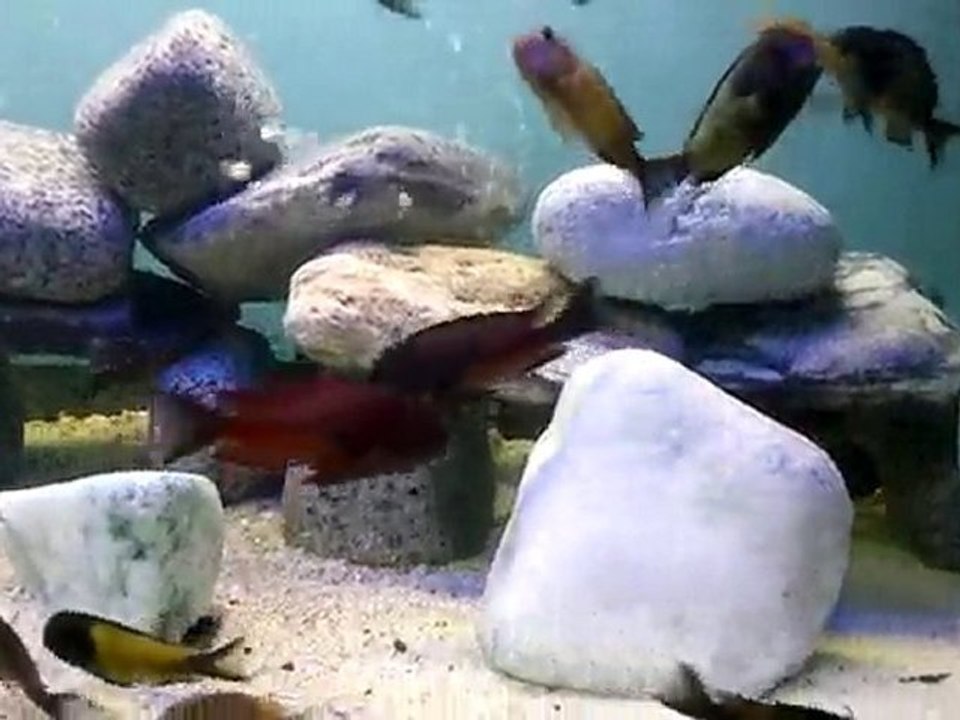 karma tropheus