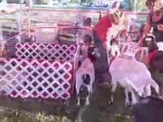 Freckle Farm Petting Zoo