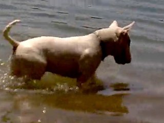 Tiozo, mon bull terrier, l'apnée canine la plus longue