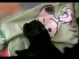 Magi & Ten'shis puppies litter A 2010, Kennel It´s Like