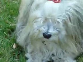 Cannelle de l'ilôt Sacré