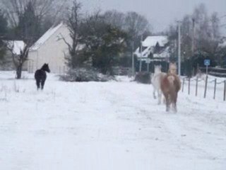 juments dans la neige janvier 2010
