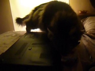 myrtille qui se sert son whiskas (et qui reste coincé^^)