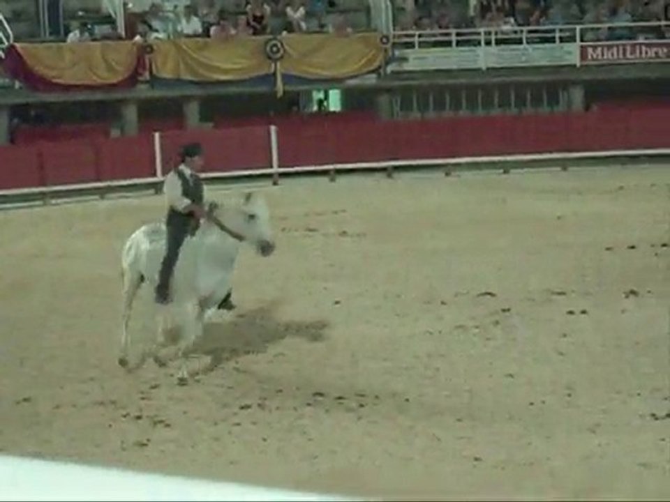 La camargue en liberté