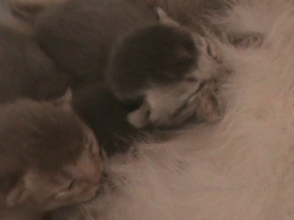 20100716 tétée des 4 chatons abyssins-somalis nés le 13 juil