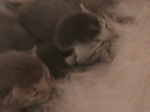 20100716 tétée des 4 chatons abyssins-somalis nés le 13 juil