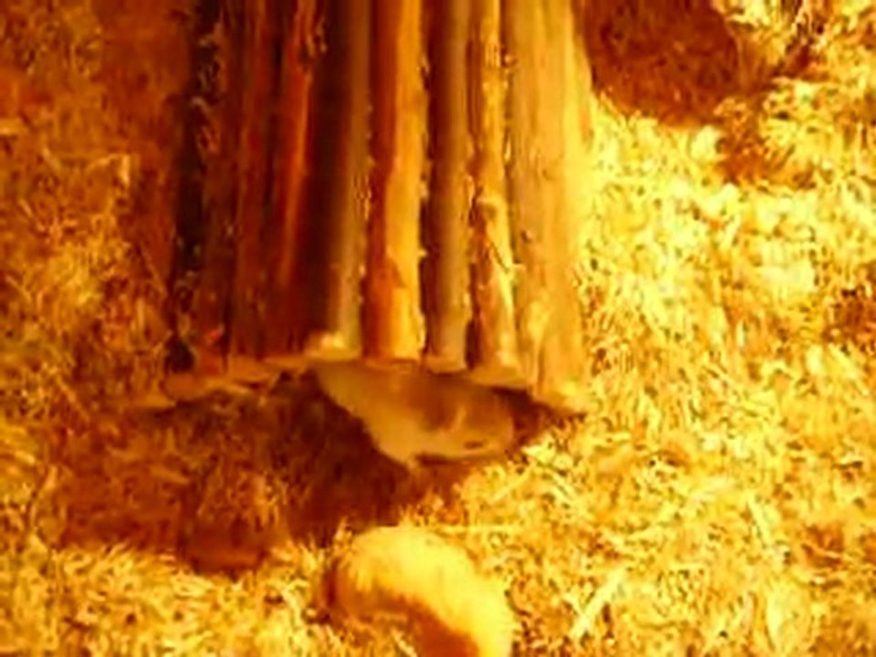 Mes gerbilles Sablé et Pim's