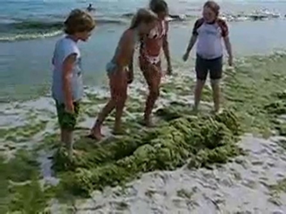 Alghe mobili... in riva al mare