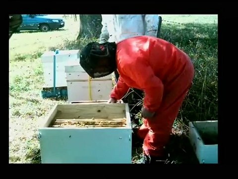 Arivage des Abeilles au Rucher