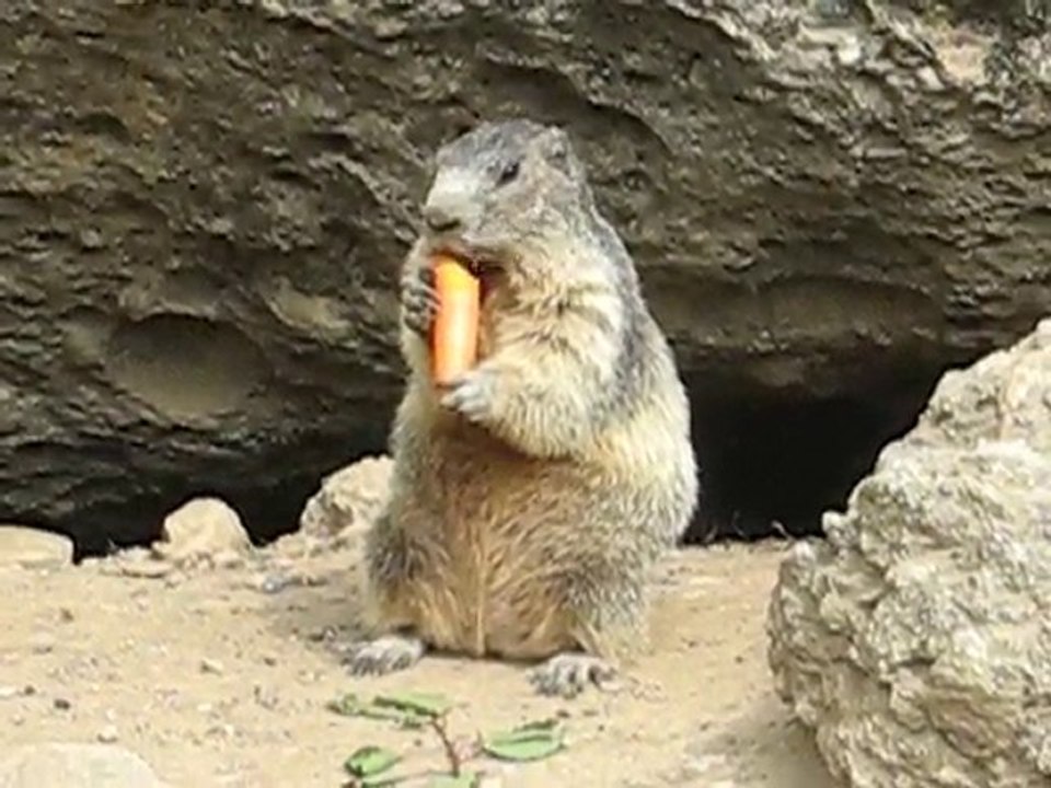 LES MARMOTTES