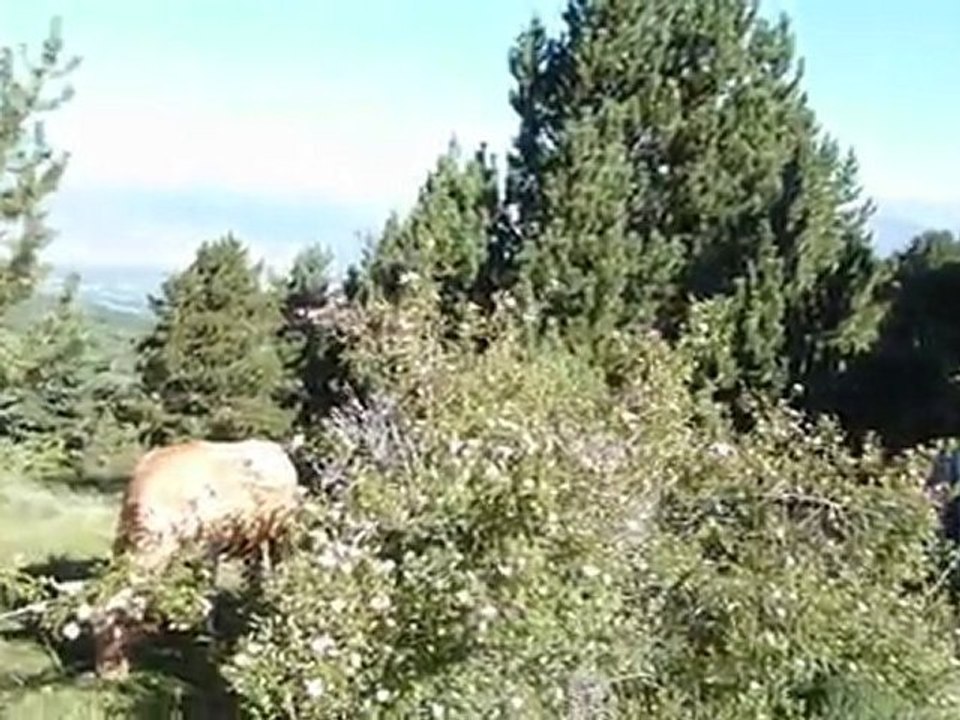 Osséja vaches en liberté  Pyrénées585