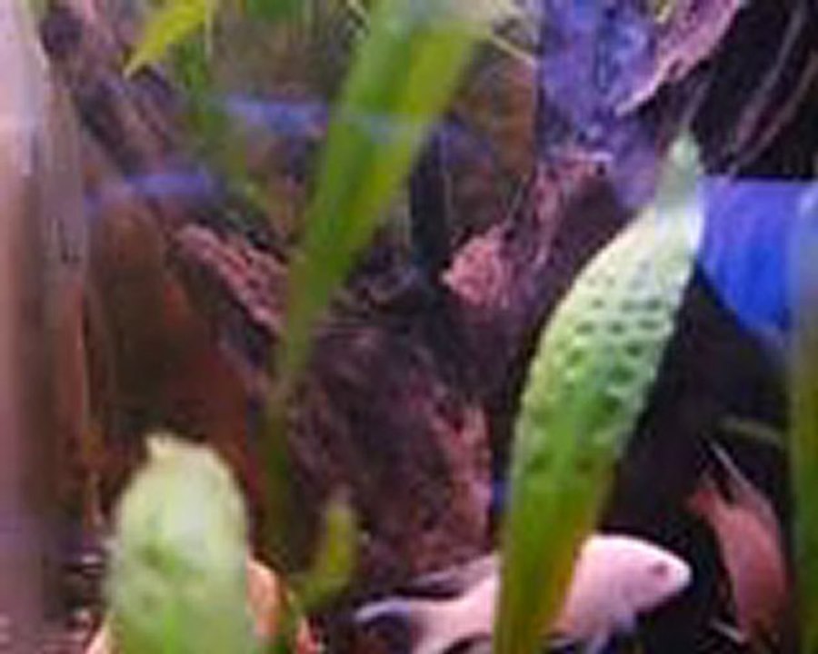 Akvaryum akvaryum akvaryumcity.com