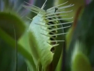 VIDA Venus Atrapa Moscas