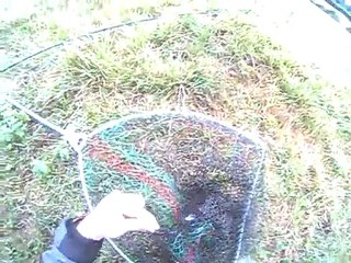 truite de mer à la mouche 01/10