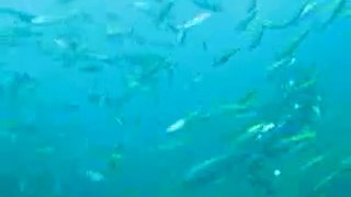 Schooling Fish Mokohinaus Outer Hauraki Gulf