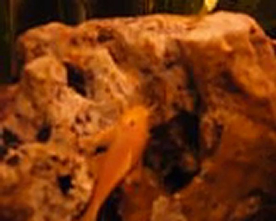 akvaryum akvaryumcity.com aqvarıum www.akvaryumcity.com