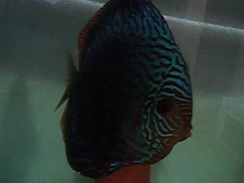 discus