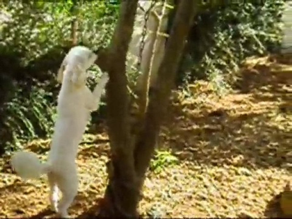 abby et le chat grigri juillet 2010