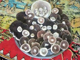 İŞTE MANTAR İŞTE HELVEK DAĞ TAŞ DOLU NEYDEK