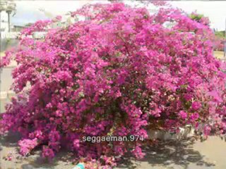 Vidéo Ti Fleur Fanée - Jean Pierre Boyer