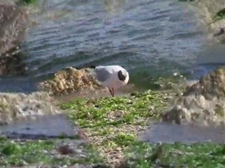 2010 07 12 - Castelli - Mouettes à la pêche