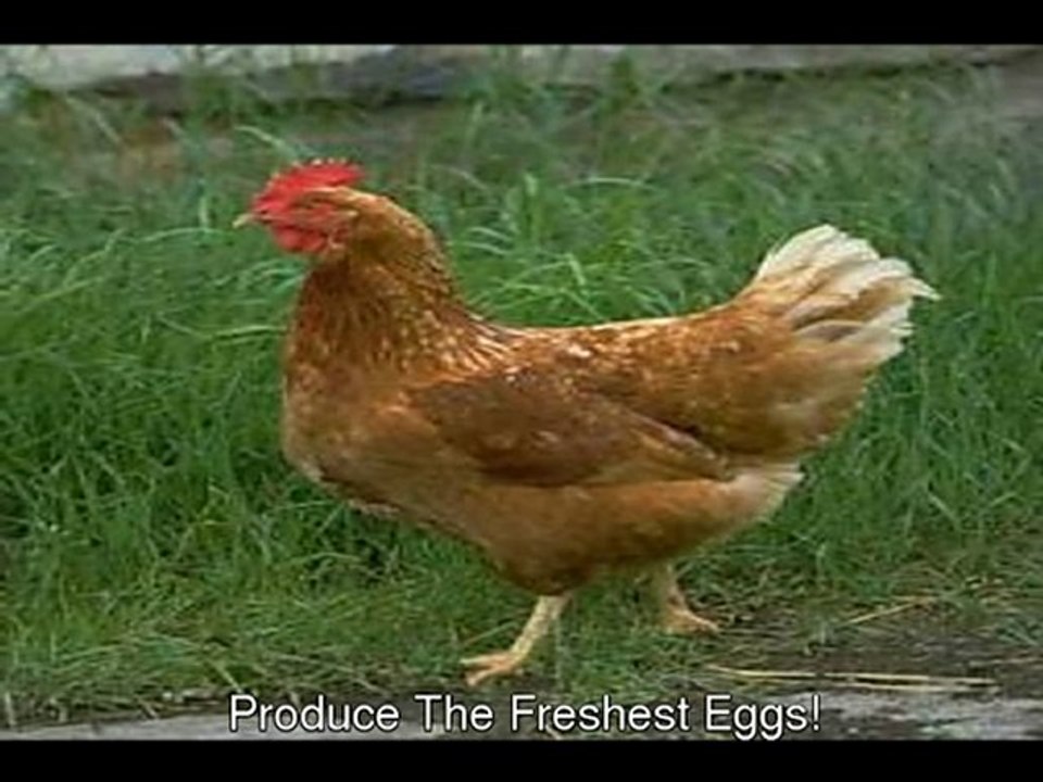 Building custom chicken coops: FREE Report