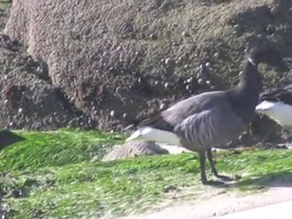 2010 02 26 - Lerat - Oies Bernache