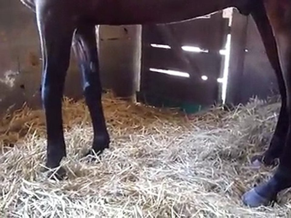 Flocon, marche difficilement(décollement des sabots)