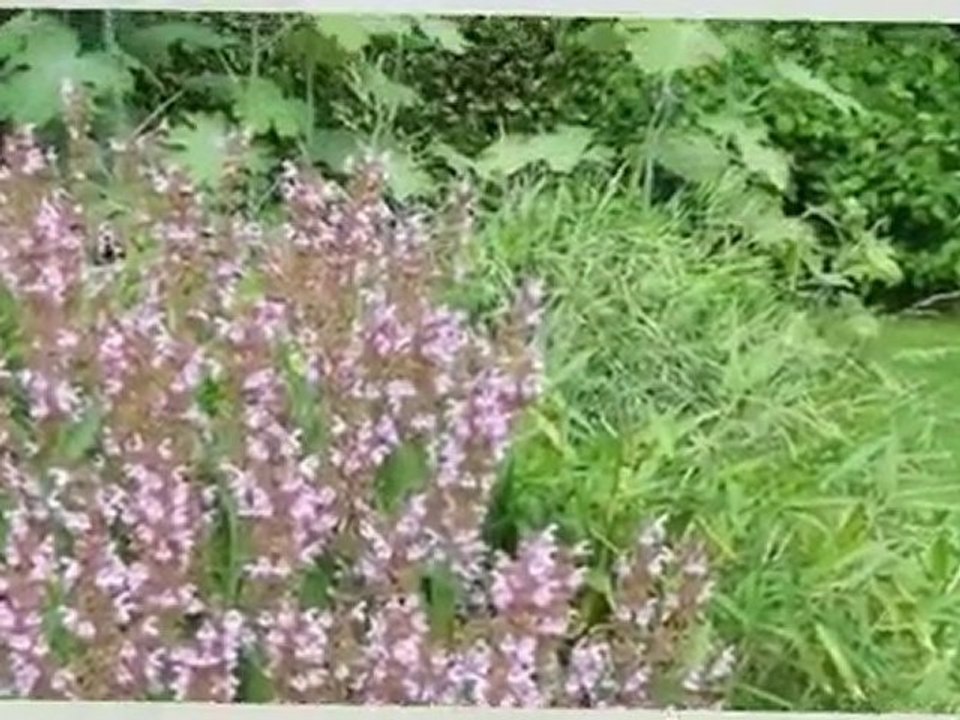 Le jardin de Jean