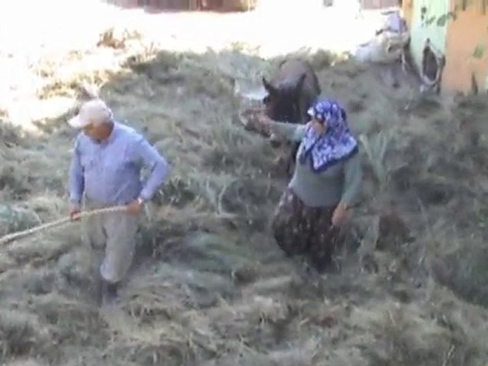 DÜĞEN İLE OT SÜRME