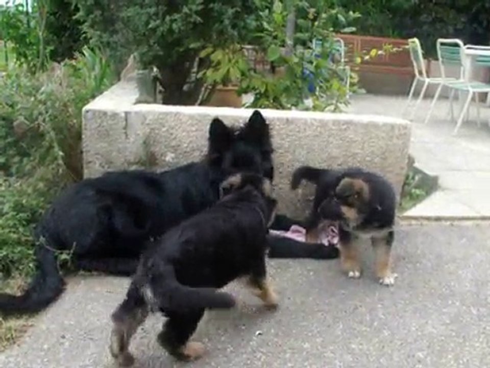 Flame 6 mois et Flic 6 semaines