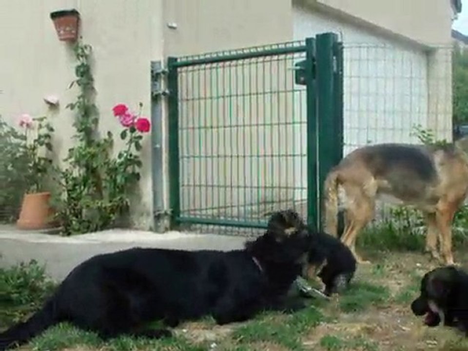 jeux de chiots BA