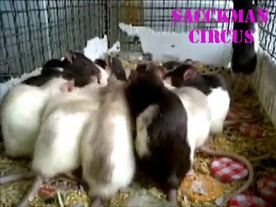 repas de famille chez les rats