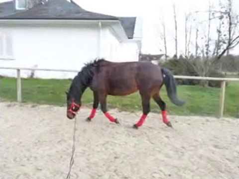 séance de longe pour razièle, février 2010