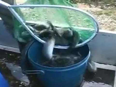 Le Vistre pollué par le Pyraléne(Gard)Le Prefet en Prison !!